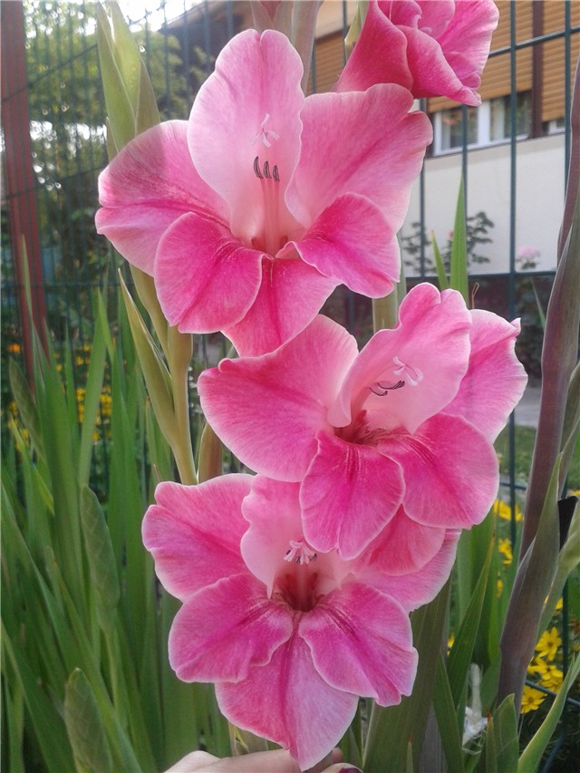 Gladiole